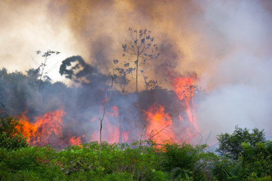 You are currently viewing The Amazon Rainforest Fire