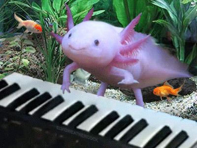 https://nestheprint.com/wp-content/uploads/2019/10/axolotls-playing-piano.gif