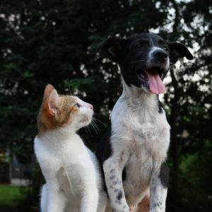 Read more about the article Cats versus Dogs