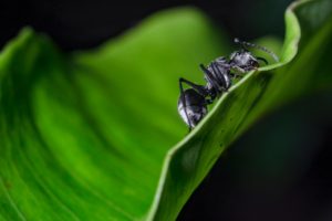 Read more about the article Ant Review (Part One)