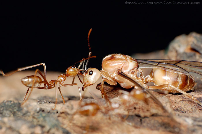 You are currently viewing Ant Review: Rise of the Tree-Dwelling Weaver Ants
