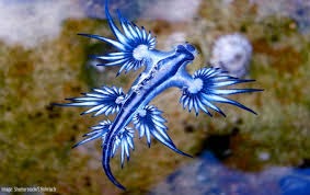 Read more about the article Animal Review: The Blue Glaucus