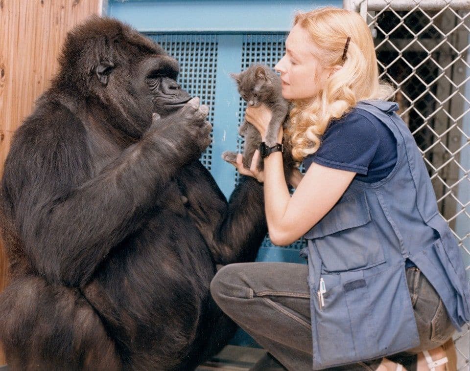 You are currently viewing Koko the Gorilla and her Remarkable Signing Skills