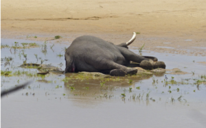 Read more about the article The case of African elephants dropping dead has been untangled by scientists.